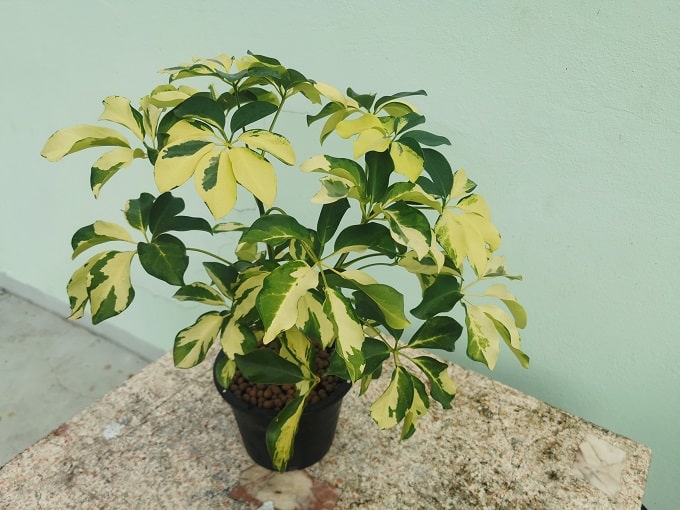 अम्ब्रेला प्लांट - Umbrella Plant Fast Growing Houseplant In Hindi